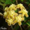 Erythrina