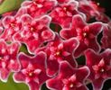 H Carnosa Red