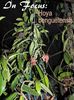 Benguetensis