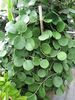 Obovata
