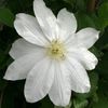 Clematis Guernsey Cream -2