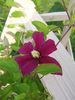 clematis-sunset-powojnik-8