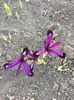 irisi reticulata George