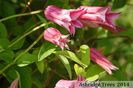 clematis-duchess-of-albany_460_5