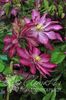 clematis_kaen -00