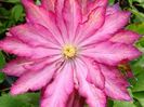 clematis_kaen-1