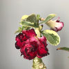 Thai Fantasy Double Black Red