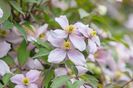 clematis montana