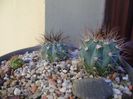 Grup de 3 Melocactus