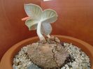 Sinningia leucotricha