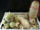Grup de 2 Mammillaria