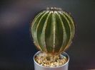 Uebelmannia pectinifera