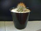 Ferocactus lindsayi, SB 535, Infiernillo, Michoacán, Mx