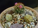 Grup de 3 Mammillaria carmenae