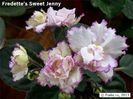 Fredette_s Sweet Jenny