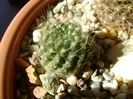 Eriosyce senilis (Neoporteria nidus)