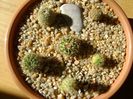 Grup de 6 cactusi
