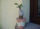 Fockea edulis