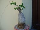 Fockea edulis