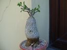 Fockea edulis