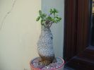 Fockea edulis