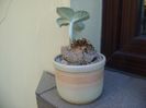 Sinningia leucotricha