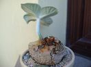 Sinningia leucotricha