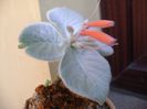 Sinningia leucotricha
