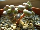 Graptopetalum amethystinum