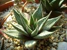 Haworthia limifolia v. striata