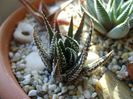 Haworthia fasciata