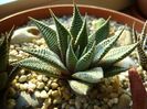Haworthia limifolia v. striata