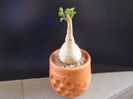 Pyrenacantha malvifolia
