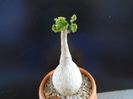 Pyrenacantha malvifolia