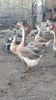VideoCapture_20190324-210636