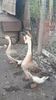 VideoCapture_20190324-210516