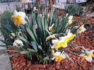 Narcisele nu sunt asa bogate ca anul trecut