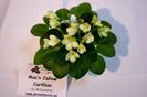 Mac s Callow Carillion