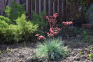 Maiko Beni si Festuca glauca Intense Blue