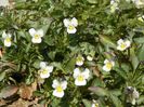 viola arvensis