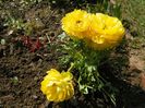 ranunculus