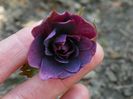 helleborus Double Ellen Purple