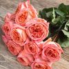 Rene-Goscinny-bush, scented, cut flower, h60-80cm,
