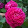Rosa de recht repeat flowering each month