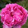 piaget grandiflora