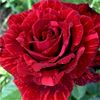 Red-Intuition-Rose delbard