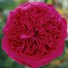 Alain Souchon, strong smell award, 7day cut fl, 100petals