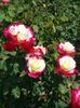 double delight strong smell, cut flowers
