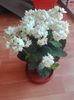 kalanchoe alba  15 lei