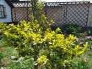 Evonymus fortuney gold